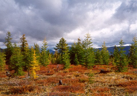 What’s Earth’s dominant species by mass?